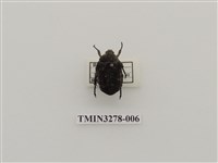 藏品(銅點花金龜)的圖片